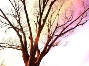 木とオーラのイメージ画像