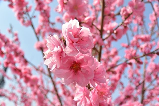 桃の花画像
