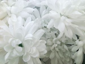 菊の花画像