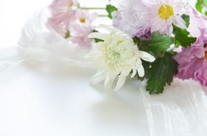 菊の花画像