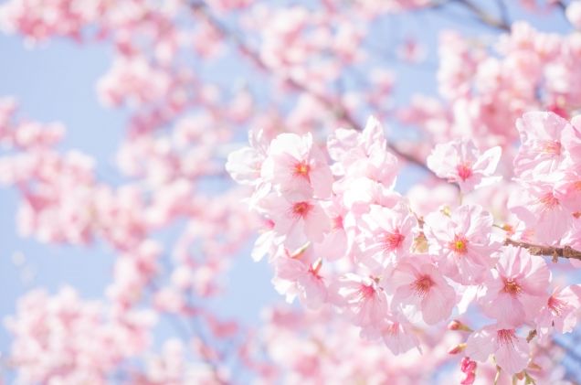 桜イメージ画像