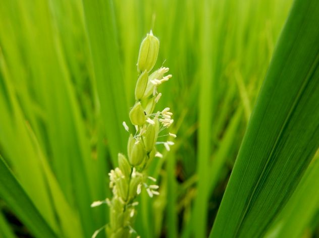 稲の花画像