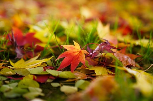 秋の画像