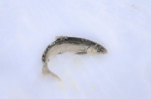 氷の上野魚画像