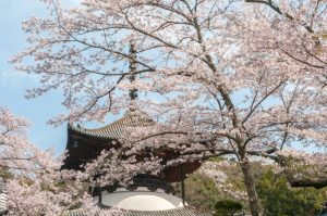 桜とお寺の画像