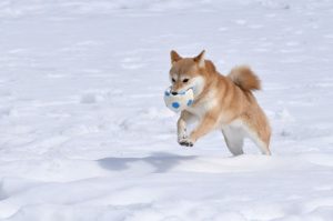 雪で遊ぶ犬