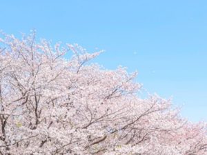 桜の写真